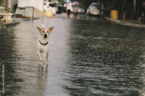 Poor Dog In The Flooded City