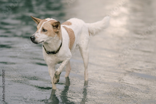 Poor Dog In The Flooded City
