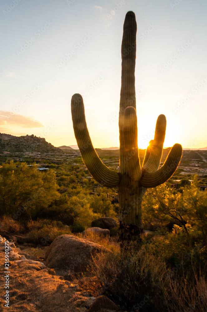 Saguaro cactus grow on the slopes of the Pinnacle Peak Park in the Scottsdale community, AZ. Saguaro cactus grow on the slopes of the Pinnacle Peak Park in the Scottsdale community, AZ.