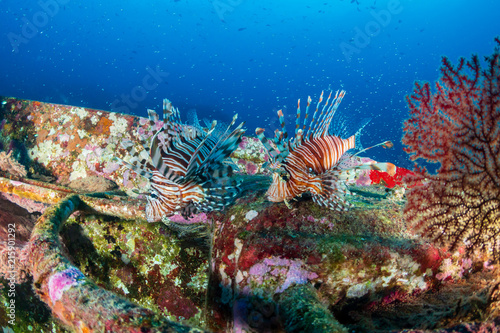 Colorful Lionfish swimming arond an old ship wreck on a tropical coral reef