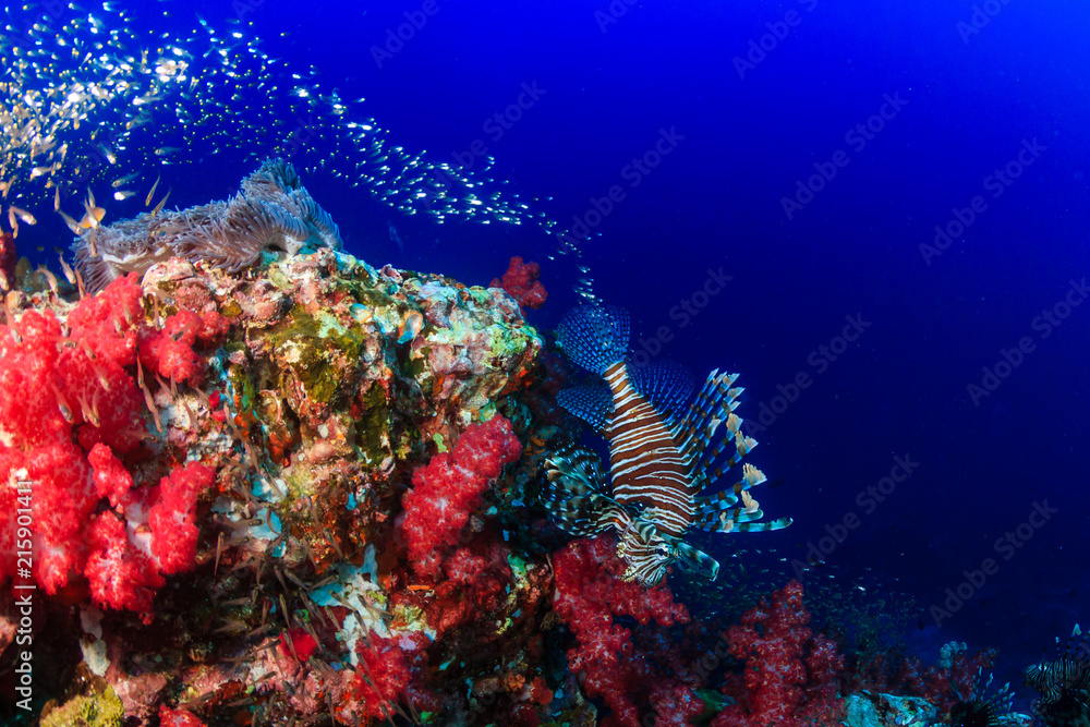 Fototapeta premium Beautiful Red Lionfish swimmong on a colorful tropical coral reef
