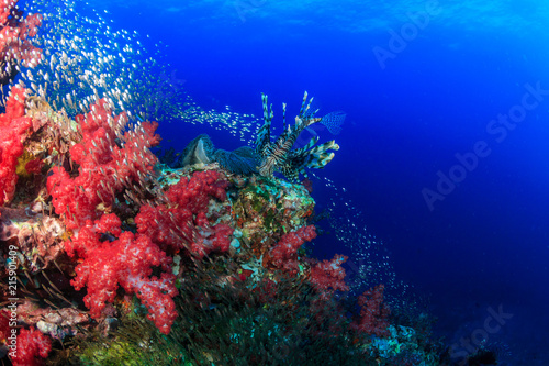 Beautiful Red Lionfish swimmong on a colorful tropical coral reef