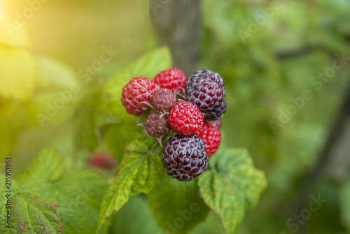 Black raspberries on a brunch. green background.