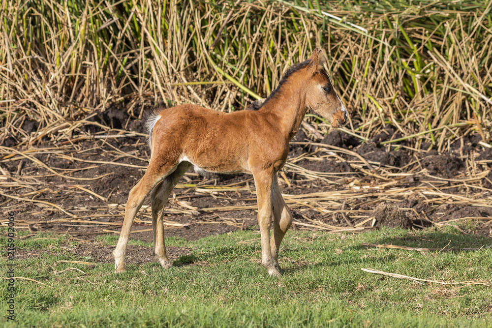 Young horse riding inside Rano Raraku Volcano crater at Easter Island, Chile Young horse riding inside Rano Raraku Volcano crater at Easter Island, Chile