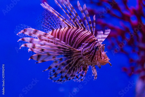 Lion fish at bottom of aquarium water tank with blue background  under water life