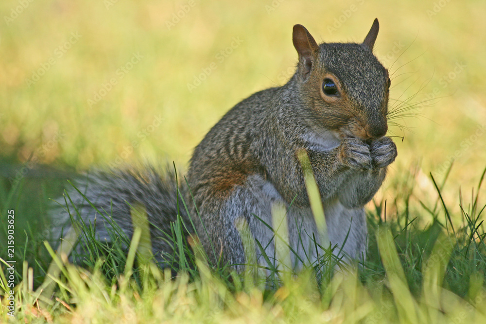 Fototapeta premium Sitting squirrel
