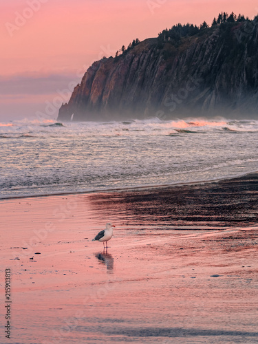 Vertical landscape of the Pacific Coast in Manzanita, Oregon. Seagull standing on the beach at low tide. Waves crashing down on the shore at pink dawn. Mountain and cliffs in the background.