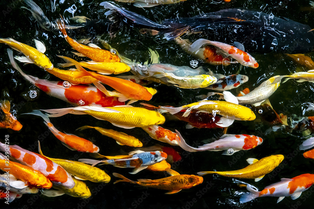 Obraz premium Colorful fish or carp or fancy carp, Fancy carp swimming at pond
