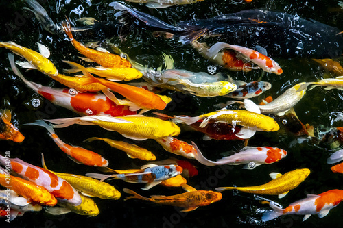 Colorful fish or carp or fancy carp, Fancy carp swimming at pond