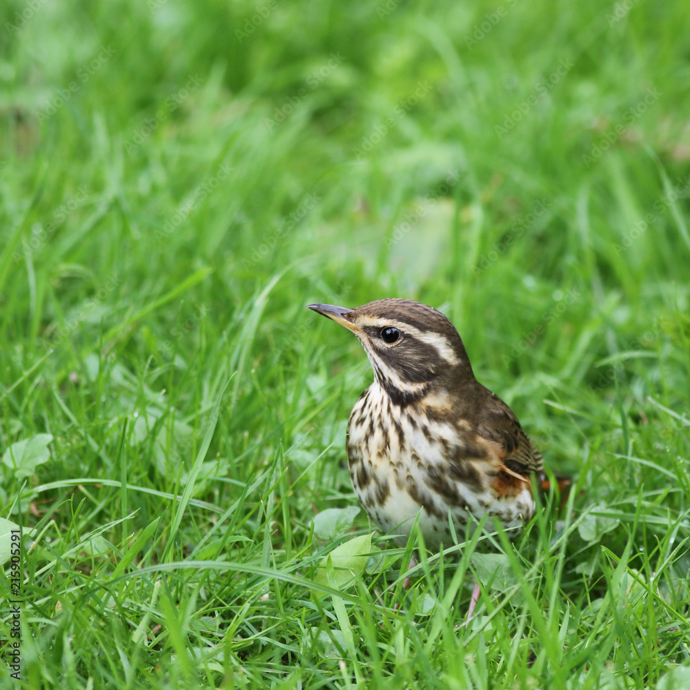 Redwing bird in the grass Redwing bird in the grass