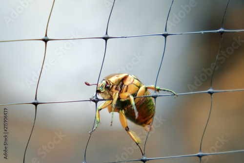 June bug doing its best to ascend the bird netting - Raleigh North Carolina