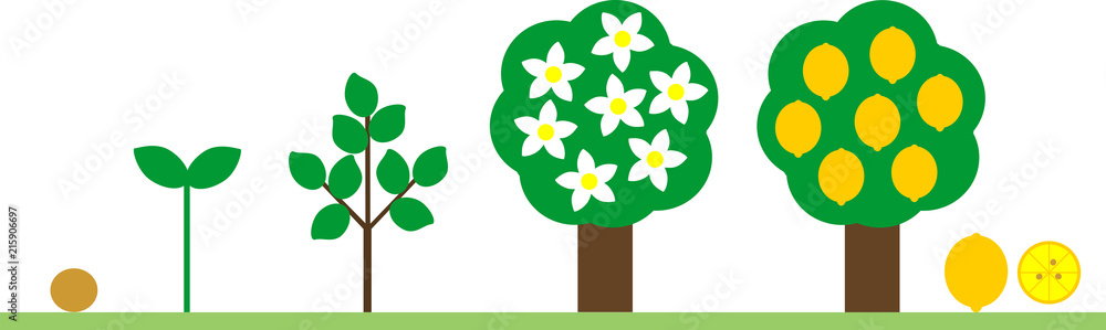 Life cycle of lemon tree. Plant growth stage from seed to tree with