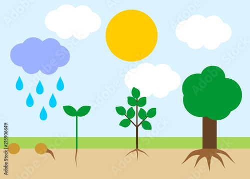 Landscape with life cycle of tree. Plant growth stage from seed to tree