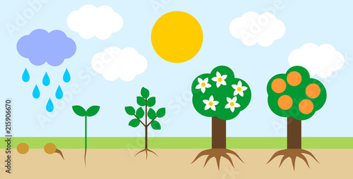 Landscape with life cycle of orange tree. Plant growth stage from seed to tree with fruits