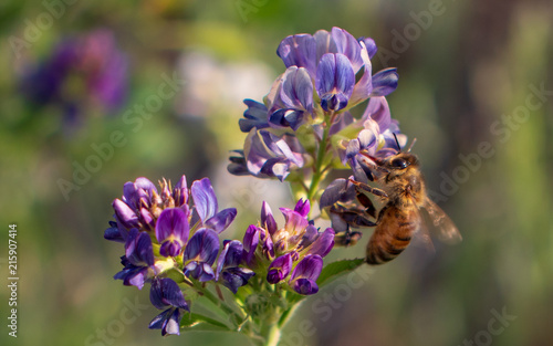 Фотография close up of a honey bee on a beautiful purple alfalfa