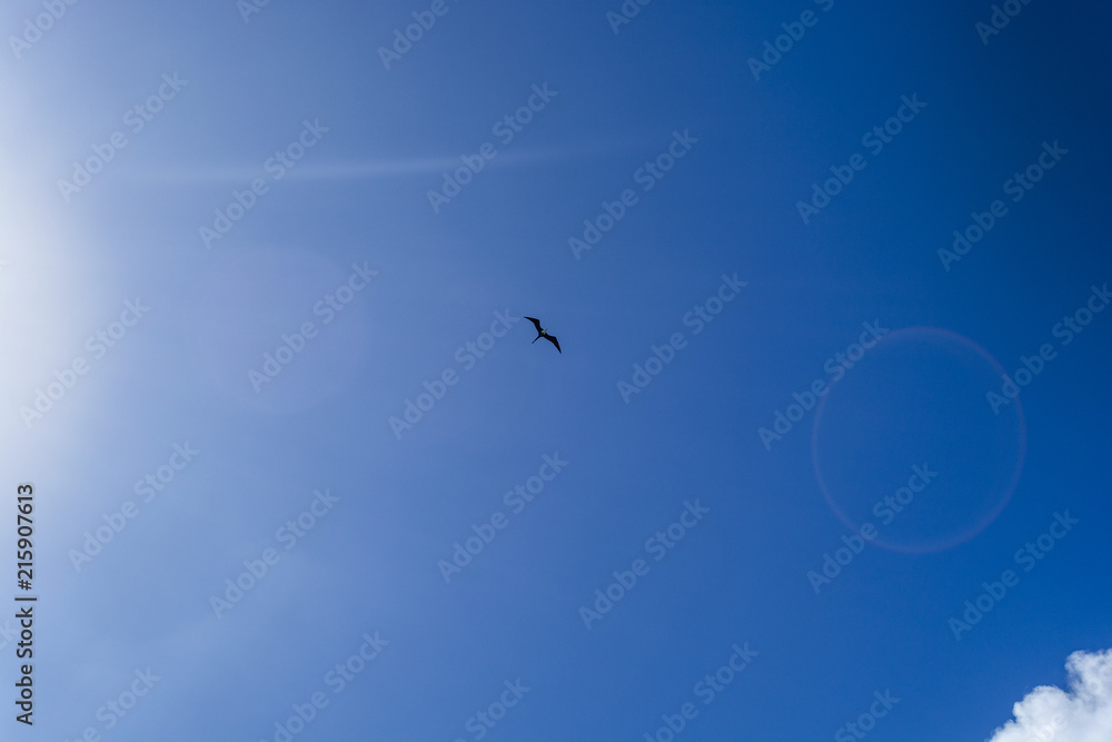 Fototapeta premium bird