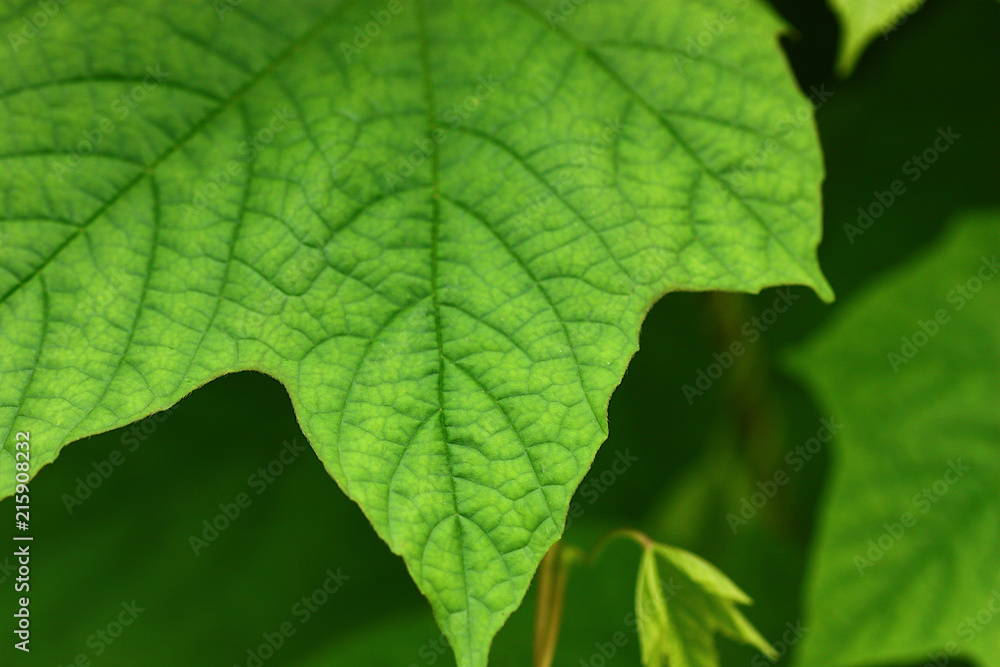 macro shot of green fresh papaya leaf blury background macro shot of green fresh papaya leaf blury background