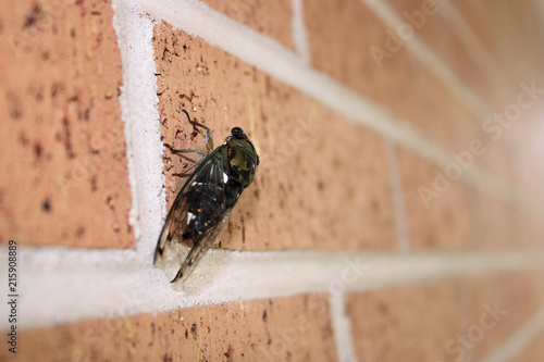 Foto Locus on the wall