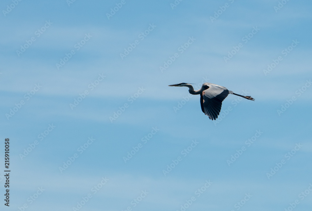 Fototapeta premium Blue Heron in flight