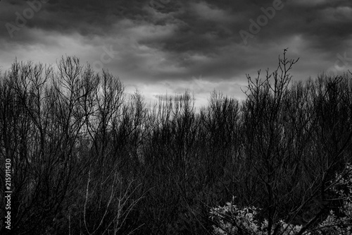 Silhouette dead tree on dark dramatic grey sky and clouds background for scary, death, and peace concept. Dragonfly on tree branch. Art and dramatic on black and white. Despair and hopeless concept.