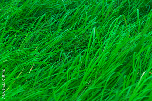 Green grass with long leaves. Natural green stalks grass texture background. Organic and healthy background. Background for organic cosmetic product.