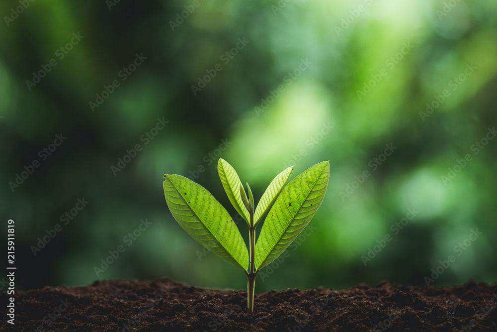 Fototapeta premium Plant seedlings in nature plant a tree green fresh natural background