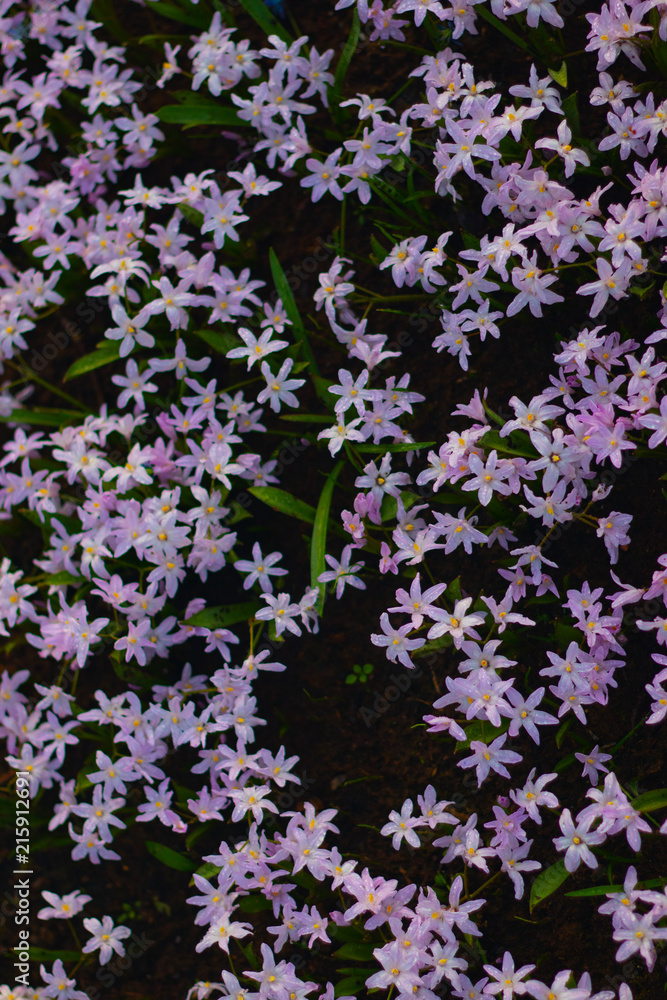 Obraz premium Small little purple flowers field in Koukenhof, Netherlands