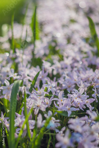 Small little purple flowers field in Koukenhof, Netherlands