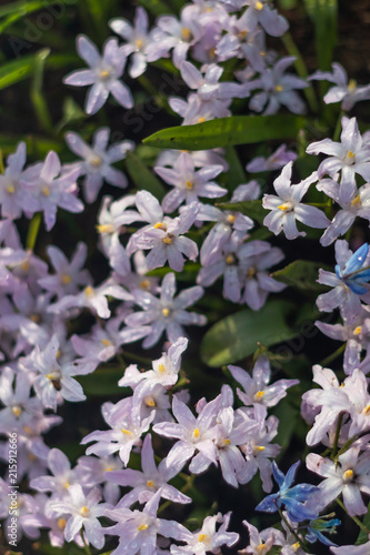 Small little purple flowers field in Koukenhof, Netherlands