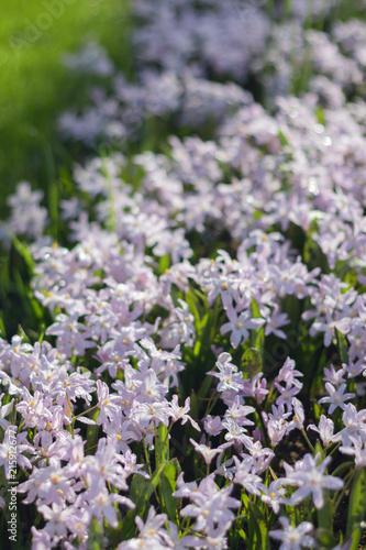 Small little purple flowers field in Koukenhof, Netherlands