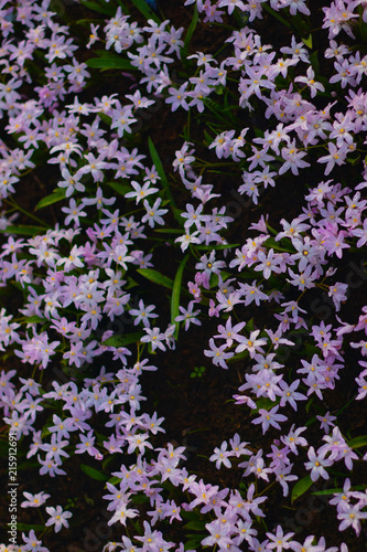 Small little purple flowers field in Koukenhof, Netherlands