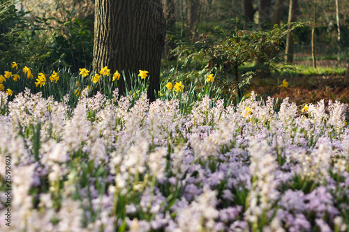 Small little purple flowers field in Koukenhof, Netherlands