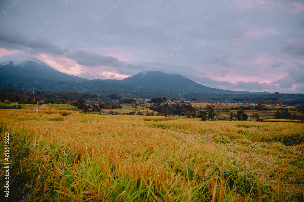 Obraz premium Rise terraces with coconut palms and morning light in Bali. Cloudy sky