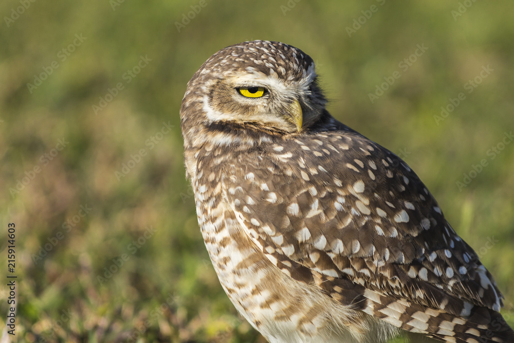 Coruja-buraqueira - Athene cunicularia Coruja-buraqueira - Athene cunicularia