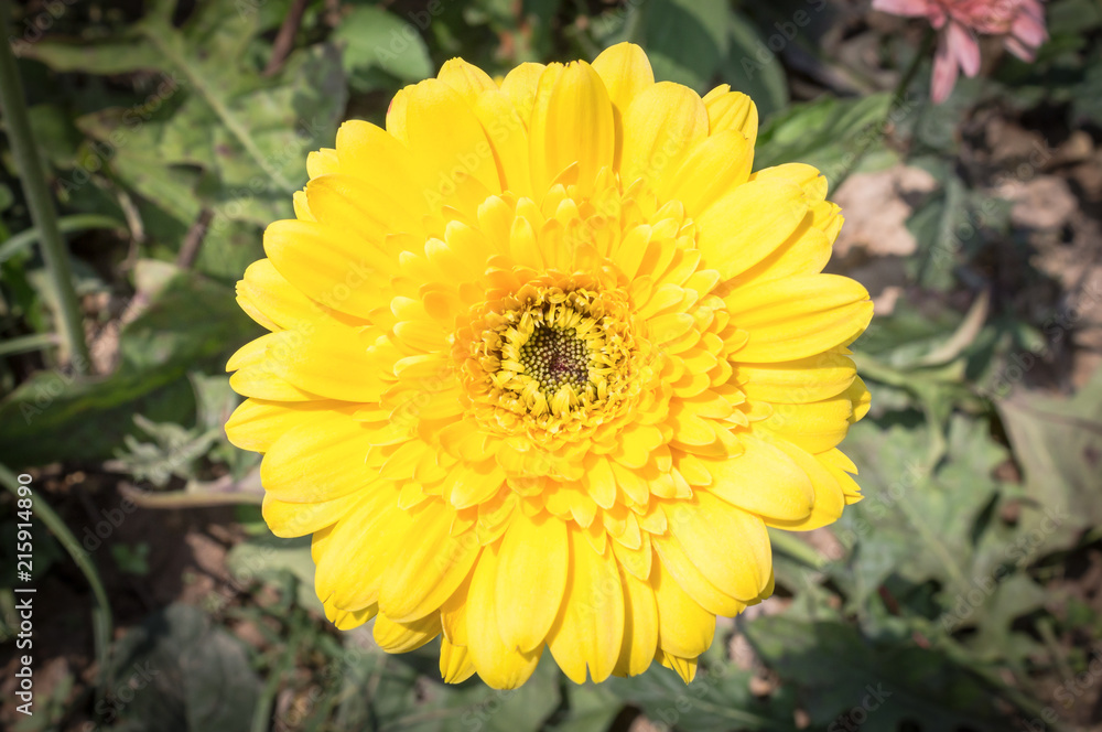 Yellow Gerbera Flower in Gerbera Garden Yellow Gerbera Flower in Gerbera Garden