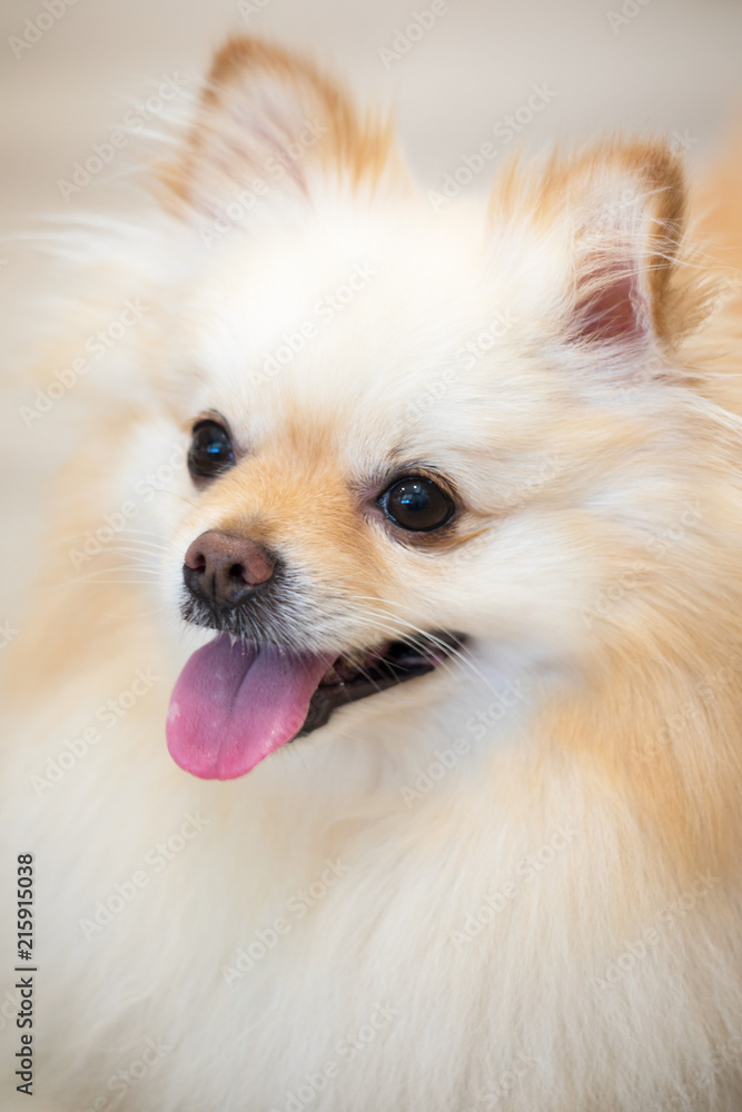 Friendly, playful, excited Small furry Pomeranian Spitz male dog.  Closeup indoor portrait. Deutscher Spitz; Zwergspitz; Pom; Zwers