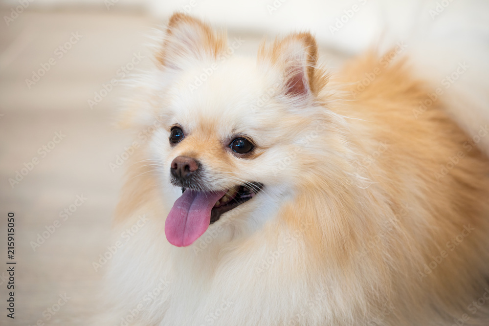 Small Pomeranian Spitz male dog closeup with two tone white and cream coloring