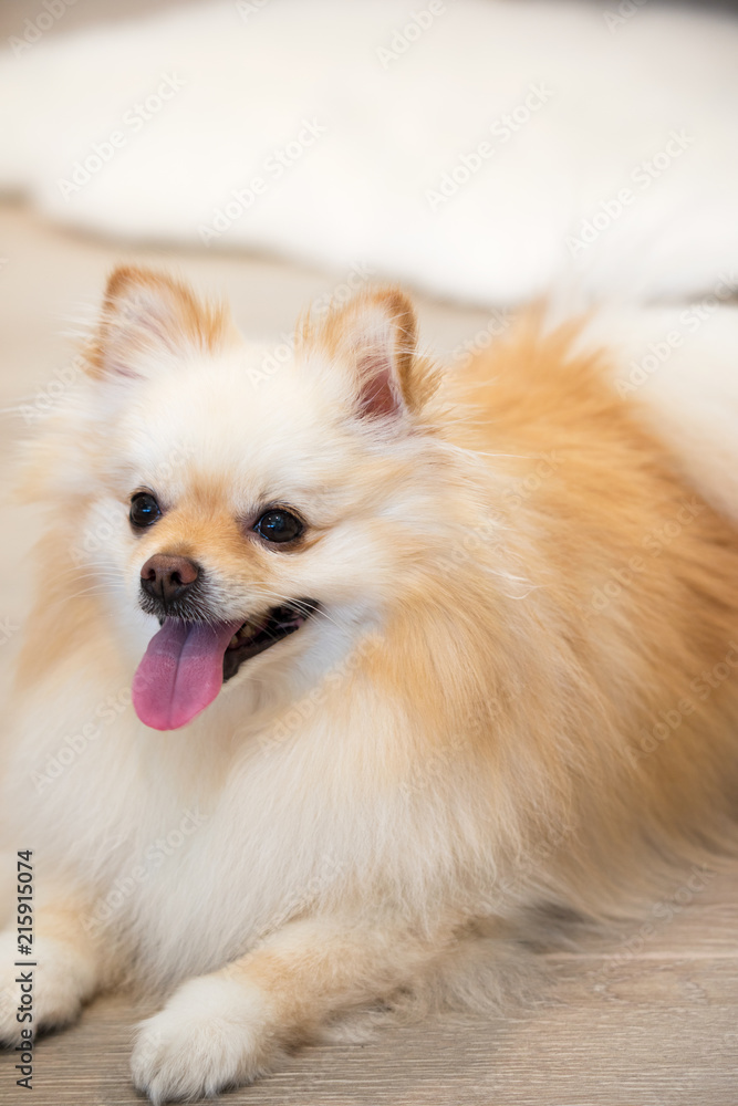 Small Pomeranian Spitz male dog sitting on the floor.  White and cream fluffy hair eager small dog.
