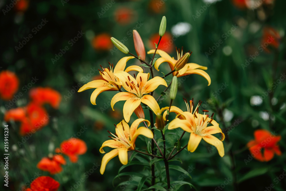 Yellow lilies flowers in summer garden, toned Yellow lilies flowers in summer garden, toned