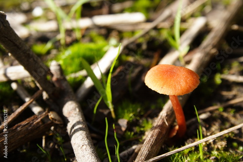 Wild Mushroom Fungus
