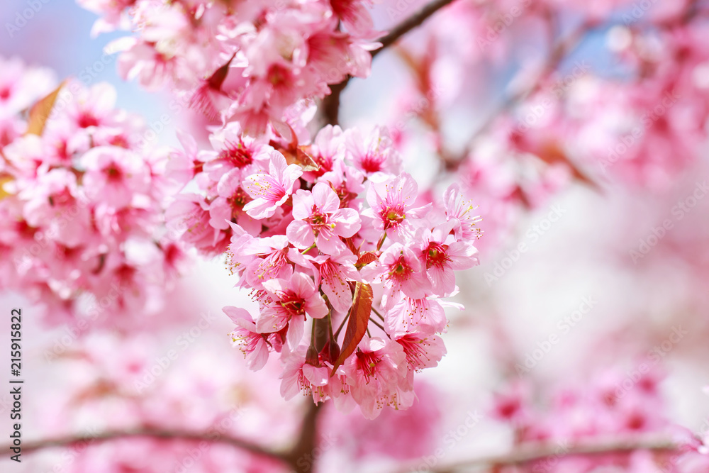Wild Himalayan Cherry Blossoms in spring season (Prunus cerasoides), Sakura in Thailand, selective focus, Phu Lom Lo, Loei, Thailand. Wild Himalayan Cherry Blossoms in spring season (Prunus cerasoides), Sakura in Thailand, selective focus, Phu Lom Lo, Loei, Thailand.