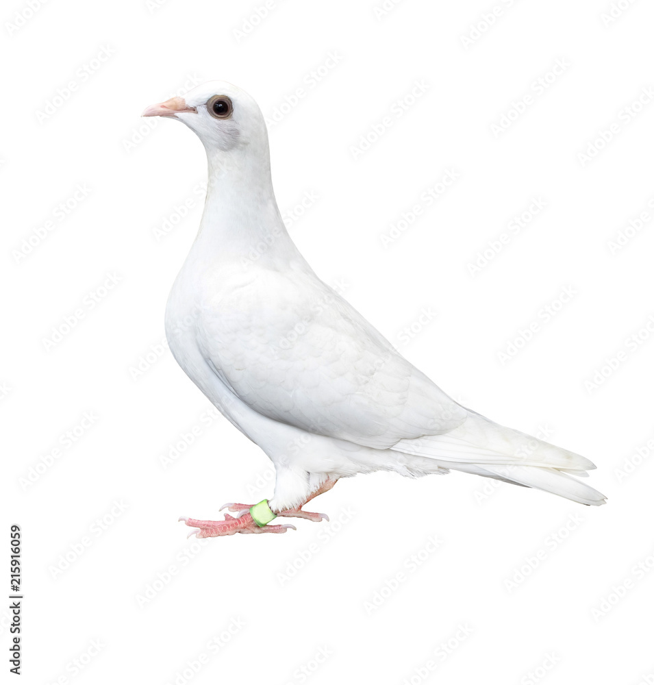 white feather pigeon bird isolated white background white feather pigeon bird isolated white background