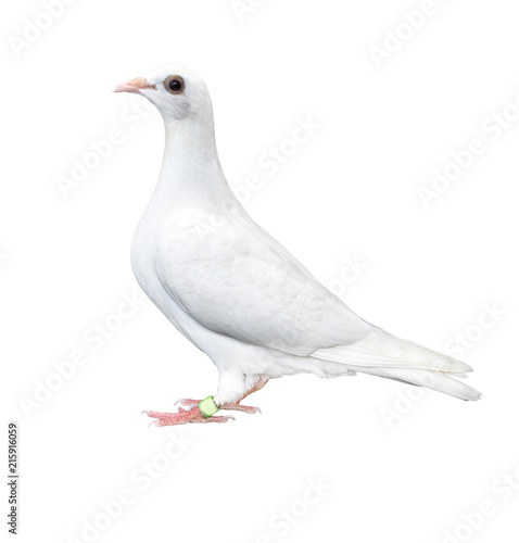 white feather pigeon bird isolated white background