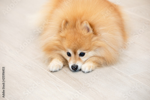 Closeup of a sad golden Pomeranian pet dog.