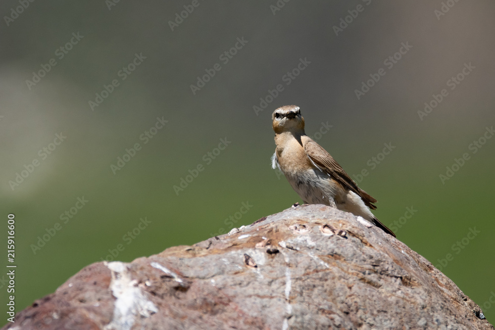 Wheatear or Oenantne Isabelina, a bird of the flycatcher family, the Republic of Altai, Russia. Wheatear or Oenantne Isabelina, a bird of the flycatcher family, the Republic of Altai, Russia.