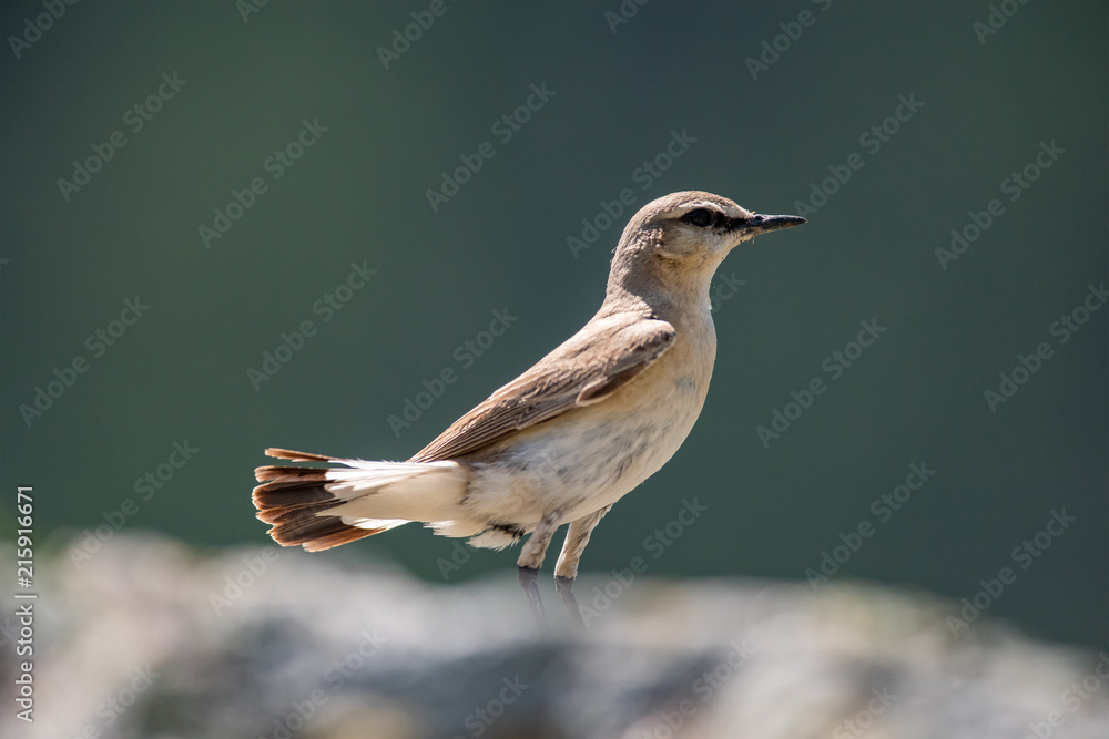 Wheatear or Oenantne Isabelina, a bird of the flycatcher family, the Republic of Altai, Russia.