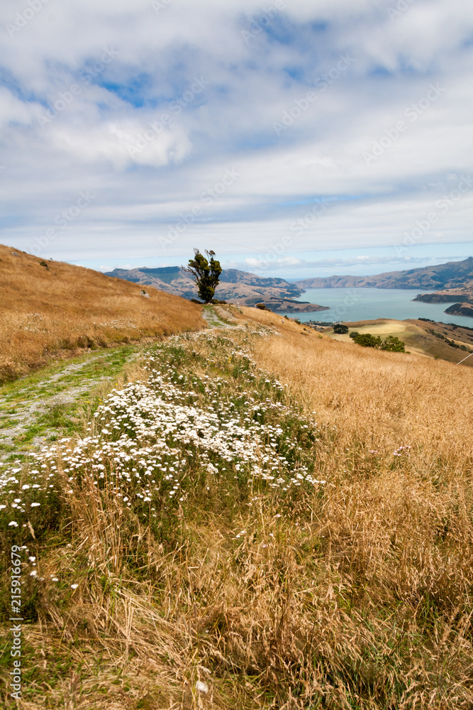 Grass and wild flowers on a hill overlooking the natural harbour of Akaroa, South Island, New Zealand