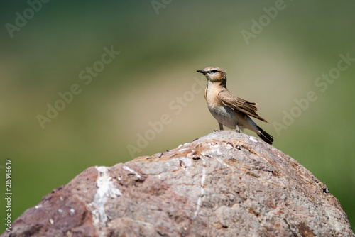 Wheatear or Oenantne Isabelina, a bird of the flycatcher family, the Republic of Altai, Russia. photo