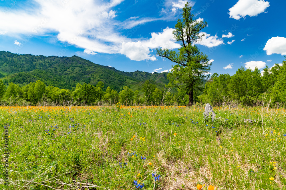 A wide angle field of orange flowers Trollius asiaticus against a background of mountains and blue sky.