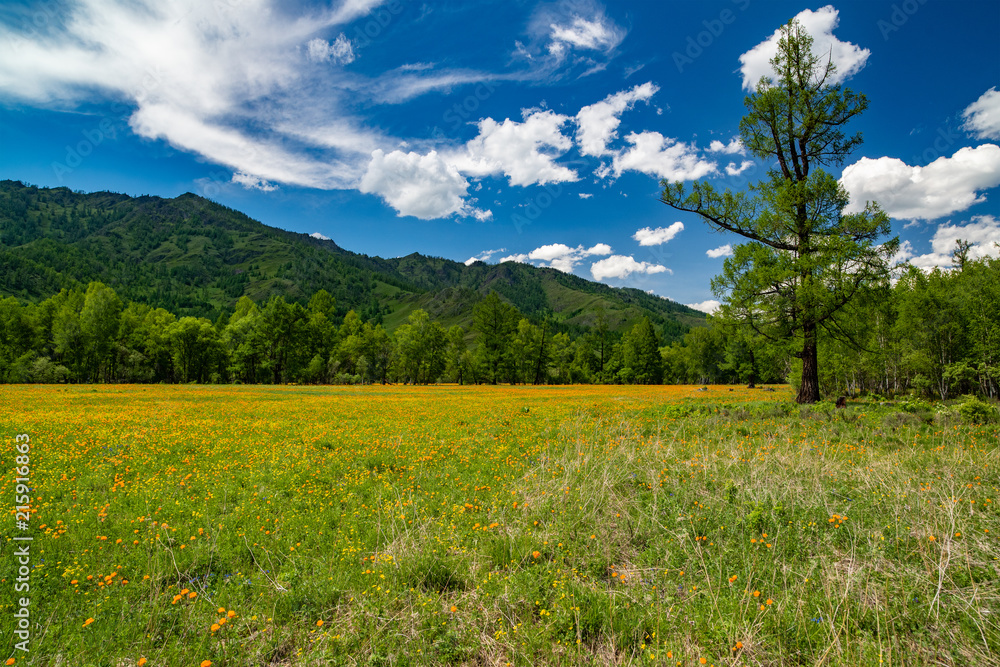 A wide angle field of orange flowers Trollius asiaticus against a background of mountains and blue sky.